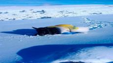 و تستمر معانات الرحّل في اقليم أزيلال ، هكذا يتنقل الرحّل تحت قسوة الطبيعة و بتو…